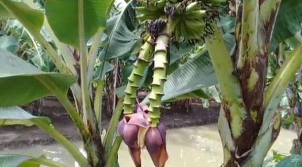 Pohon Pisang Berjantung Empat Bertandan Dua Gegerkan Warga