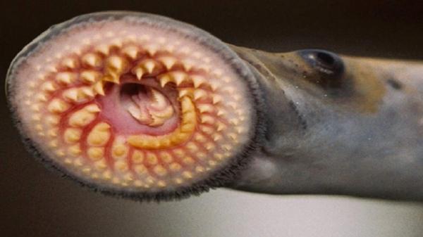 Ikan Purba Penghisap Darah yang Dikabarkan Hilang 2 Dekade, Muncul Kembali di Australia