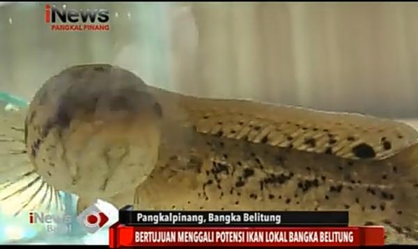 Babel Rencanakan Budi Daya Ikan Gabus dan Toman