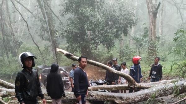 Berteduh di Warung, 2 Orang Tewas Tertimpa Pohon Tumbang 