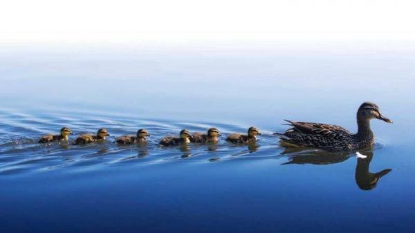 Misteri Anak Bebek Selalu Berenang dan Berbaris Rapi di Belakang Induknya Terpecahkan, Ini Rahasia!