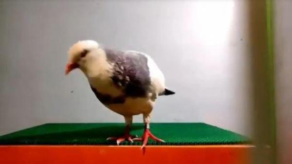 Kenalkan Ini Rampok, Burung Merpati Dibeli Warga Tegal Seharga Rp2 Miliar