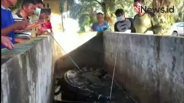 Video, Warga Kotawaringin Evakuasi Buaya 3 Meter