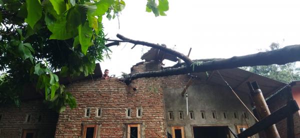Pohon Tumbang Timpa Rumah Warga di Argasunya Hingga Sebabkan Balita Terluka