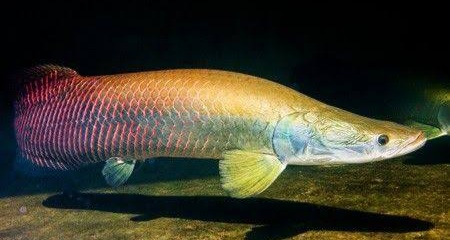 5 Ikan Air Tawar Terbesar di Dunia dari Sungai Amazon