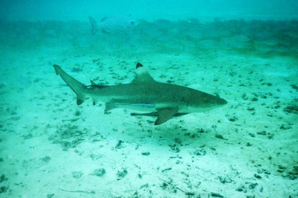 Foto : Asiknya Berenang Bersama Hiu di Raja Ampat