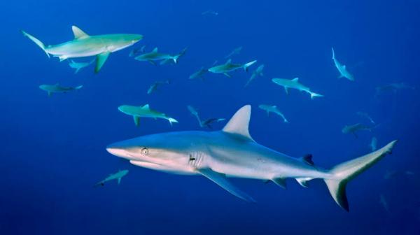 Ikan hiu merupakan hewan air yang berkembang biak secara