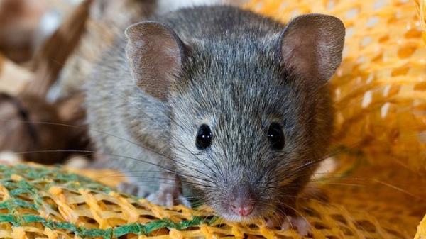 Tikus Penyebab Munculnya Varian Omicron? Ini Penjelasannya