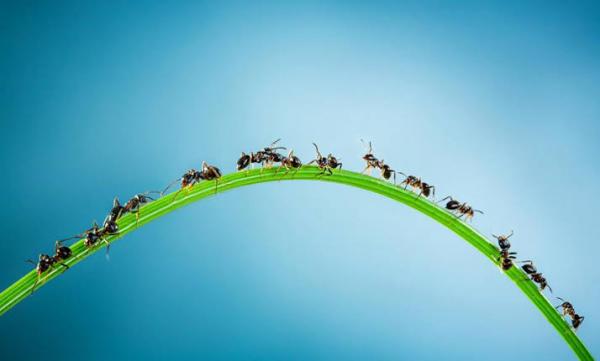 Lebih Canggih dari Manusia, Ini Sistem Medsos Buatan Semut