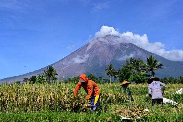 Panen Padi di Tengah Status Waspada Gunung Semeru