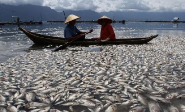 Misteri Kematian Jutaan Ekor Ikan di Danau Maninjau, Ini Sebabnya