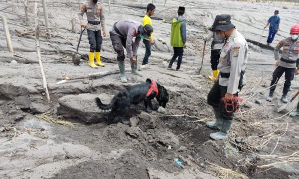 11 Ekor Anjing Pelacak Polda Jatim Temukan 13 Jenazah Korban Erupsi Gunung Semeru