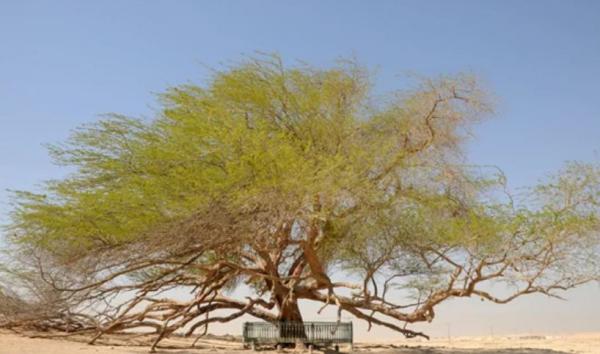 Pohon Ajaib Sebatang Kara Ini Sanggup Hidup 400 Tahun di Tengah Gurun Pasir