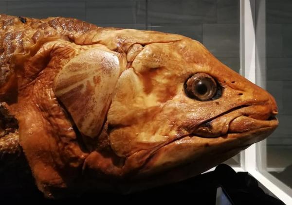 Kisah Ikan Purba Coelacanth, Keberadaannya Terdeteksi di 150 Meter Kedalaman Laut di Perairan Manado