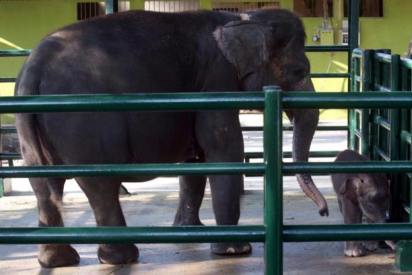 Dewan Nilai Kematian Gajah KBS Ada Unsur Kesengajaan