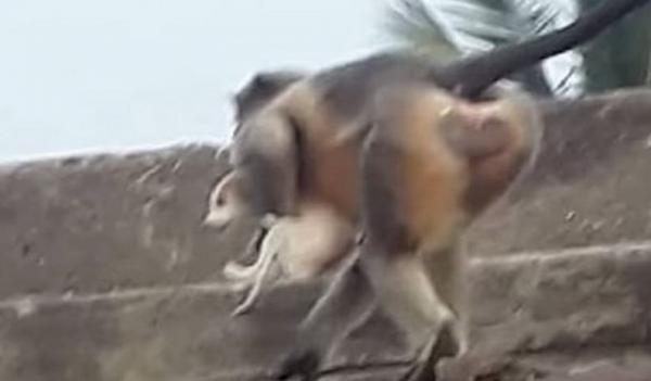 Brutal! 250 Anjing Dibunuh dengan Dilempar dari Ketinggian Gegara Ingin Balas Dendam