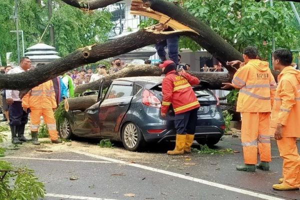 Pengemudi dan Penumpang Selamat, Mobil Remuk Ditimpa Pohon Tumbang