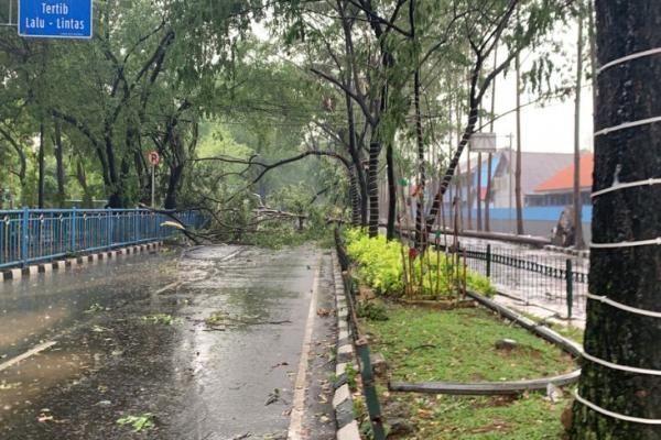 Pohon Bertumbangan Jalan Tertutup, Hujan dan Angin Kencang Landa Tangerang