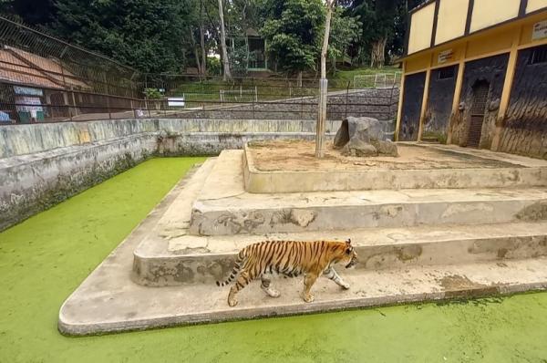 Menegangkan, Harimau Benggala Loncat Nyaris Lepas dari Kandang, Pengunjung Dievakuasi