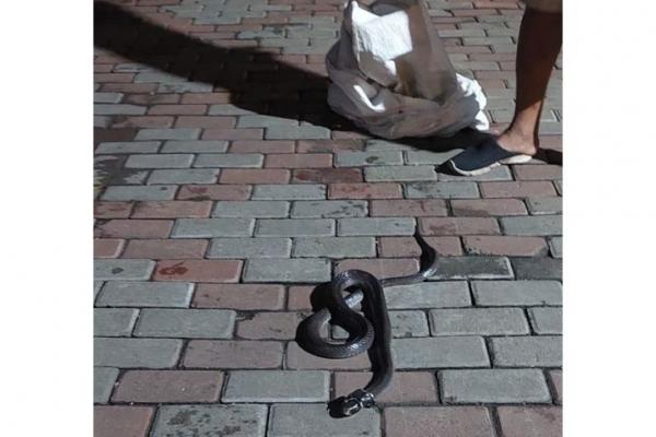 Relawan Reptil di Ciputat Nyaris Mati, Digigit Ular Kobra 2 Meter