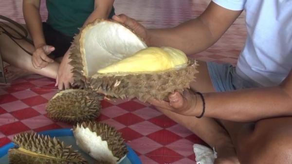 Nikmatnya Makan Durian Monthong Rajawetan yang Legit Langsung dari Kebunnya 