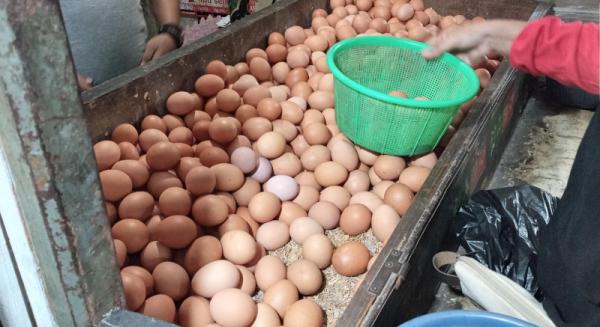 Harga Telur Ayam Naik Tajam, Hari Ini Dijual Rp 33.000/Kg
