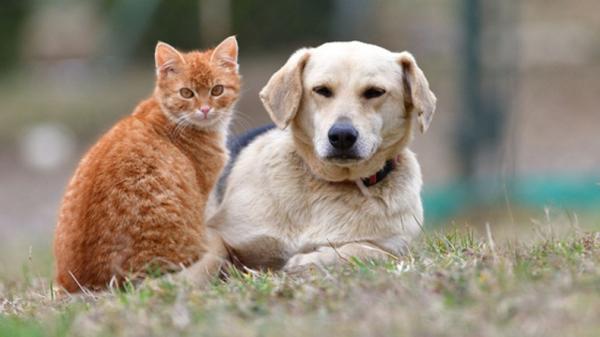 Kejam! 400 Kucing dan Anjing Mati Akibat Pesta Kembang Api Malam Tahun Baru 2022