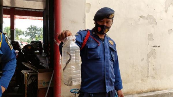 Rasakan Lembek saat Ambil Paku di Kantong Plastik, Warga Kaget Ternyata Anak Kobra