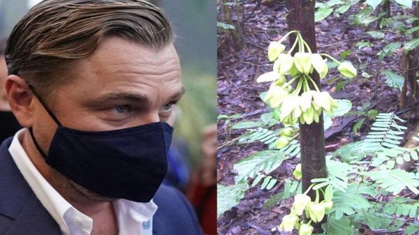 Aktor Ganteng Hollywood Leonardo DiCaprio Jadi Nama Pohon Jenis Baru yang Ditemukan Ilmuwan