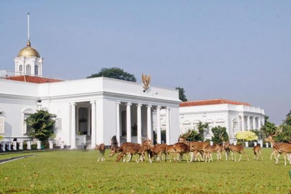 Sejak 1814, Rusa Totol Sudah Menghiasi Halaman Istana Bogor, Berasal Dari Nepal