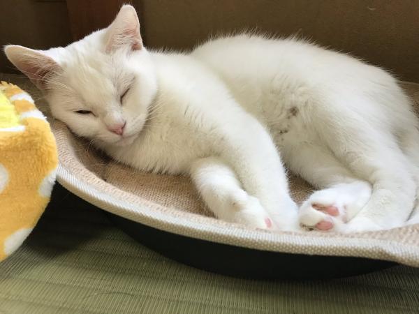 Penginapan Unik Tawarkan Kucing Lucu Jadi Teman Tidur