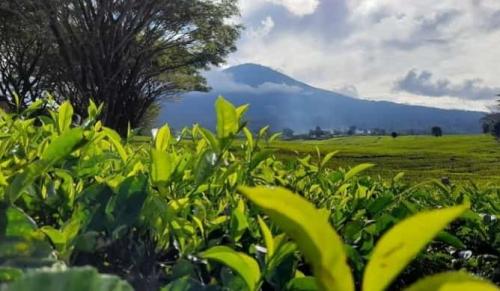 Gunung Dempo Sumatera Menggeliat, PVMBG Sebut Potensi Ancaman Abu dan Hujan Lumpur