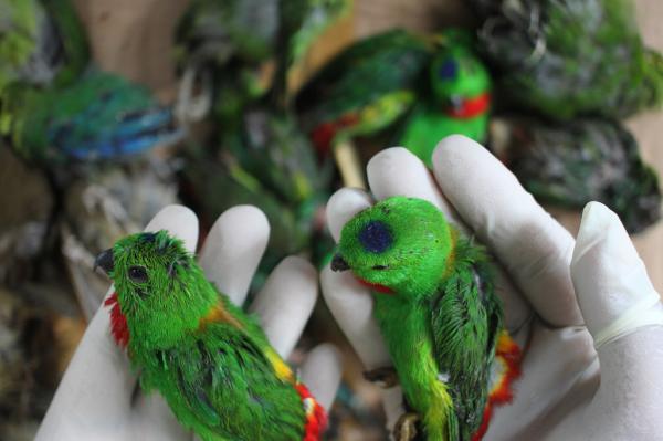 Inilah Burung-Burung Cantik Yang Diselundupkan dari Kalimantan Tengah ke Pelabuhan Paciran