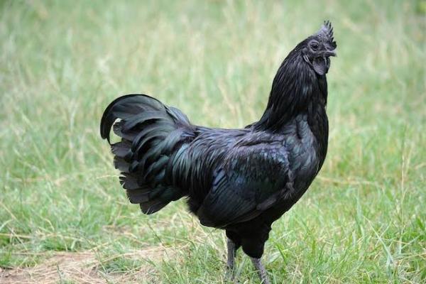 5 Misteri Menakutkan tentang Ayam Cemani, Salah Satunya untuk Makanan Jin