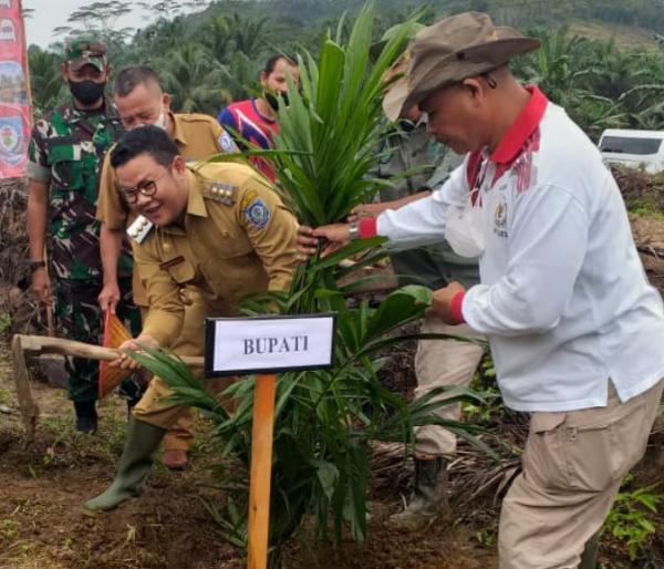 Peremajaan Sawit Rakyat Di Nyelanding Bupati Riza Ini Bentuk