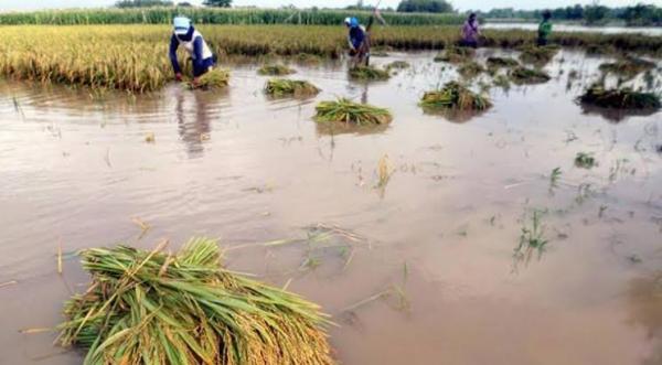 Seluas 290 Hektare Sawah di Karawang Terendam Banjir