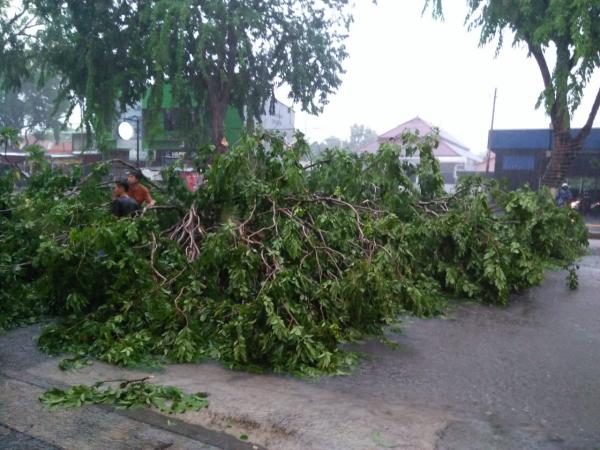 Hujan Lebat dan Angin Kencang Tumbangkan Pohon di Jalan Cipto, Satu Orang Tertimpa