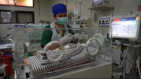 Bayi Kembar Empat, Satu Laki-Laki Tiga Perempuan Hasil Inseminasi Buatan Lahir di Bali