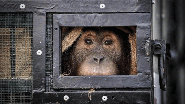 Detik-Detik Evakuasi Orang Utan yang Berkeliaran di Bandara Iskandar Pangkalan Bun