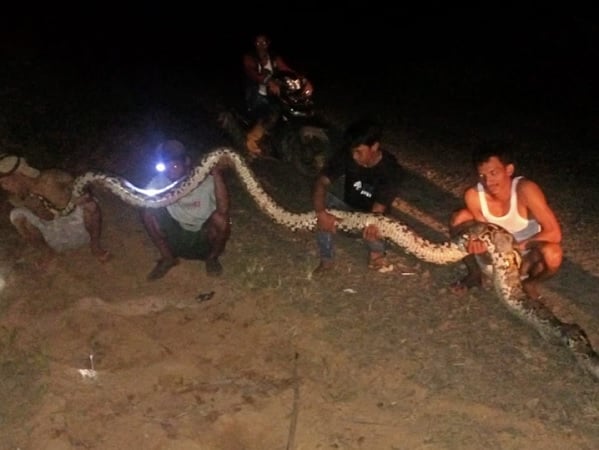 Ngeri, Ular Makan Kambing di Perkampungan, Berapa Panjangnya ?