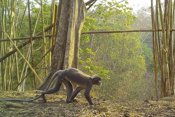 Wow, Monyet Hantu Masuk 224 Spesies Dilindungi Ditemukan