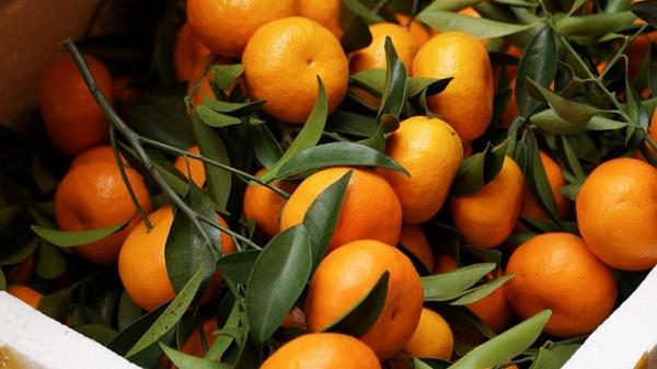 Dipercaya Membawa Kekayaan, Jeruk Mandarin Jadi Makanan Wajib saat Imlek