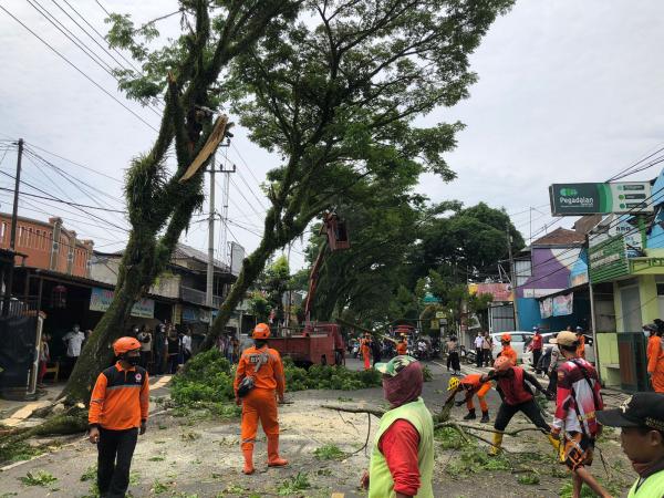 Sejumlah Pohon Tua Berpotensi Tumbang di Jalan Ibrahim Adjie Indihiang Dipangkas