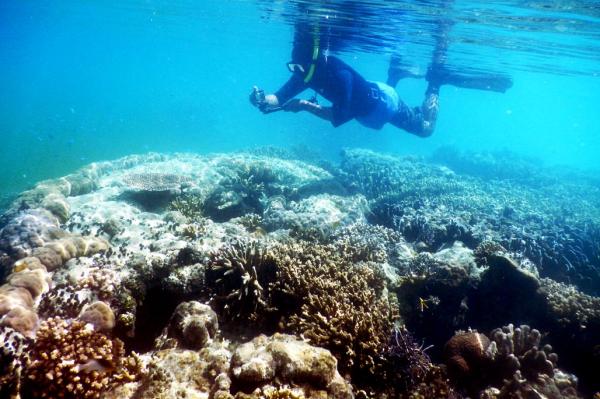 Melihat Keindahan Bawah Laut Raja Ampat