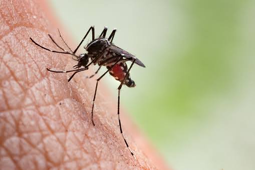 Aedes aegypti nyamuk Mengenal Lebih