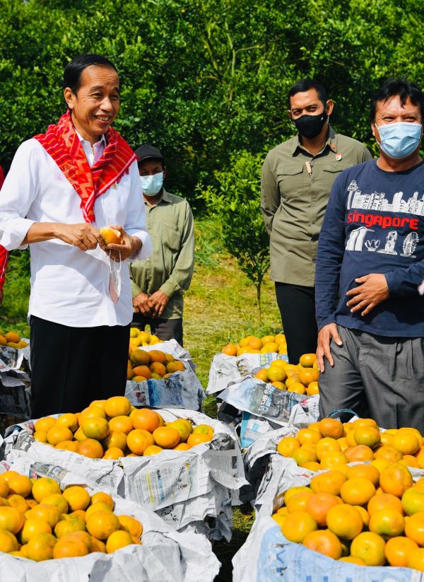 Presiden Jokowi Menikmati Jeruk Manis Bersama Menteri di Kampung Jeruk Karo