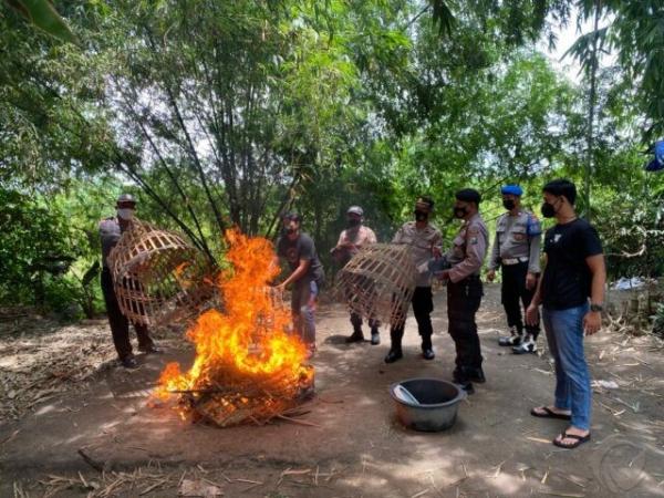 Gerebek Dua Lokasi Sabung Ayam Kediri, Polisi Tak Mampu Tangkap Pelaku