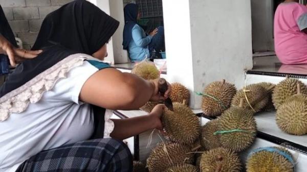 Liburan ke Trawas, Nikmati Durian Mrico hanya Rp25 Ribu