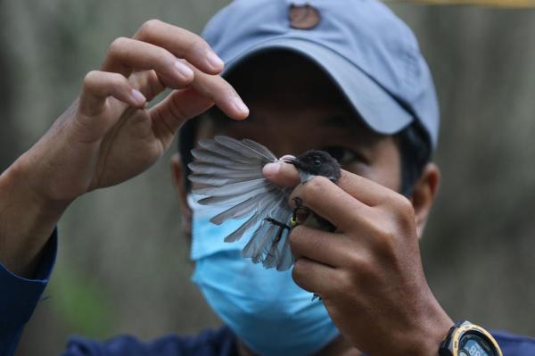 Penandaan Burung di Hutan Mangrove Surabaya