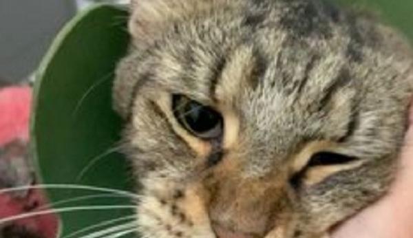 Penganiaya Kucing di Tulungagung Divonis 3 Bulan Penjara